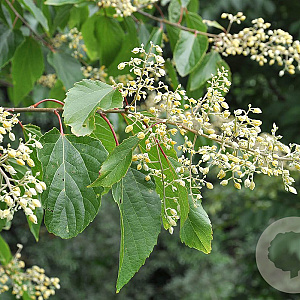Poliothyrsis sinensis 20-25 HO draadkluit 250 cm stam