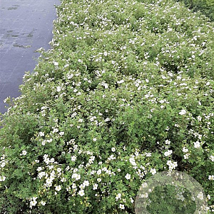 Potentilla f. 'Abbotswood' 30-40 cm C1.5