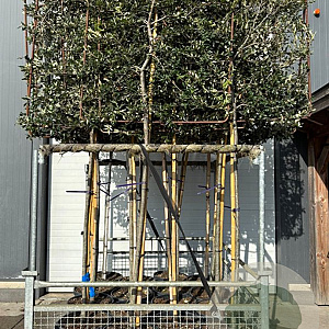 Quercus ilex 10-12 HO container 170 cm stam lei 125x150