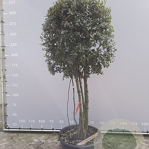 Quercus ilex 225-250 cm container meerstammig