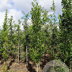 Quercus pal. 'Pringreen' 10-12 HO draadkluit geveerd
