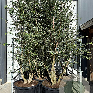 Quercus suber 250 cm cont. 90L meerstammig solitair