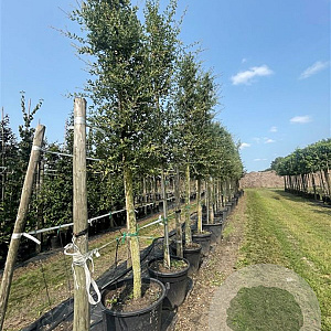 Quercus suber 12-14 HO container