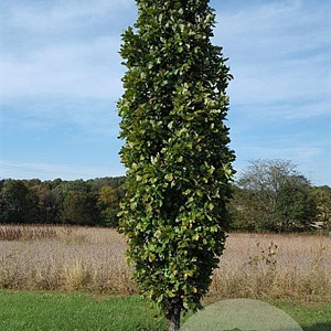 Quercus warei Kindred Spirit 10-12 HO draadkluit geveerd