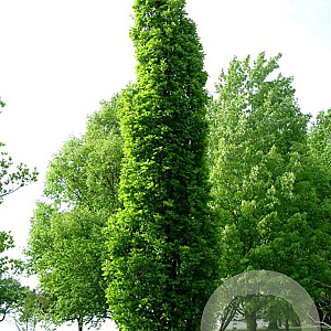 Quercus warei 'Long' 10-12 HO draadkluit geveerd