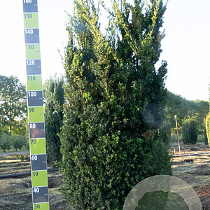 Taxus media 'Hillii' 150-175 cm draadkluit