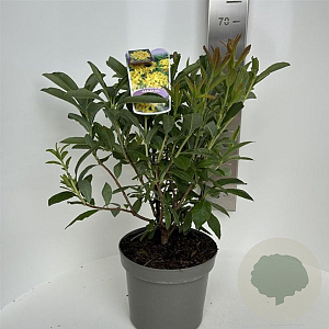 Rhododendron (AK) 'Anneke' 40-50 cm 5,0L
