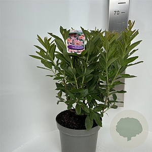 Rhododendron (AK) 'Berryrose' 40-50 cm 5,0L