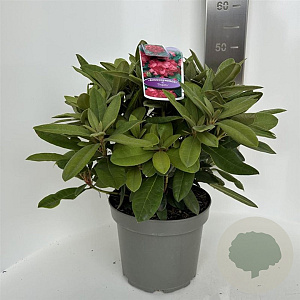 Rhododendron (Y) 'Dopey' 30-40 cm 5,0L