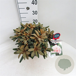 Rhododendron (Y) 'Edelweiss' 25-30 cm 5,0L