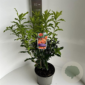 Rhododendron (AK) 'Gibraltar' 40-50 cm 5,0L