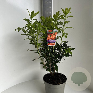 Rhododendron (AK) 'Gibraltar' 40-50 cm 5,0L