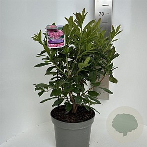 Rhododendron (AV) 'Jolie Madame' 40-50 cm 5,0L