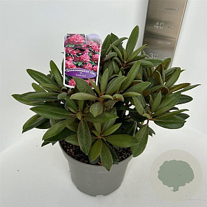 Rhododendron (Y) 'Kalinka' 30-40 cm 5,0L