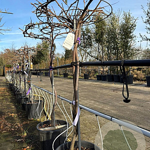 Wisteria sinensis 90-100 HA container Parasol 50 cm stam