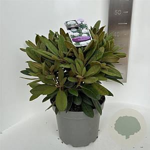 Rhododendron (Y) 'Porzellan' 30-40 cm 5,0L
