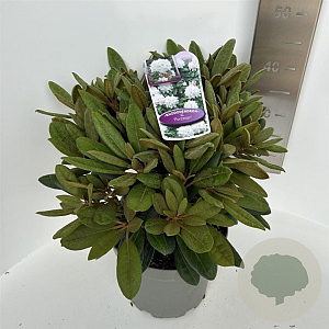 Rhododendron (Y) 'Porzellan' 30-40 cm 5,0L
