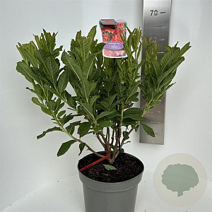 Rhododendron (AK) 'Satan' 40-50 cm 5,0L