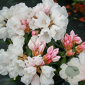 Rhododendron 'Schneekissen' 25-30 cm 5,0L
