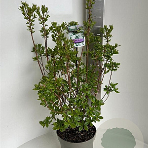 Rhododendron viscosum 40-50 cm 5,0L