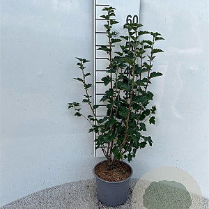 Ribes alpinum 'Schmidt' 40-60 cm 2,0L