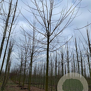 Robinia marg. 'Pink Cascade' 30-35 HO draadkluit 250 cm stam