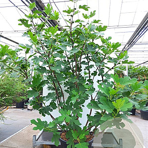 Ficus carica GM container solitair