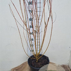 Salix alba 'Chermesina' 100-125 cm 12L