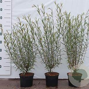 Salix purpurea 'Nana' 40-60 cm 2,0L