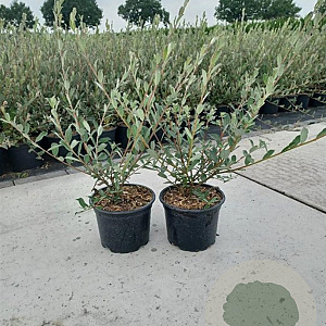 Salix repens 30-40 cm 2,0L