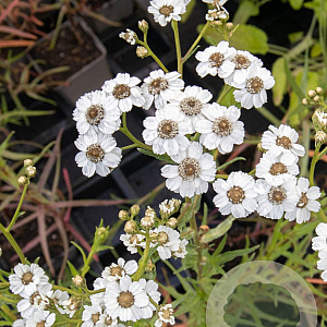 Achillea cartilag. 'Silver Spray' GM P9