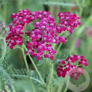 Achillea m. 'Sammetriese' GM P9