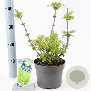 Sambucus nigra Golden Tower 30-40 cm 2,0L