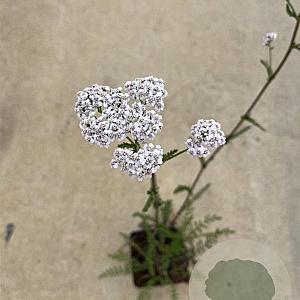 Achillea m. 'White Beauty' GM P9