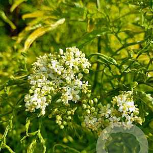 Sambucus nigra Golden Tower 200-250 cm cont. 80L solitair