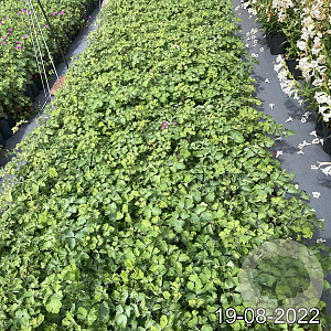 Aquilegia vulgaris GM 2,0L