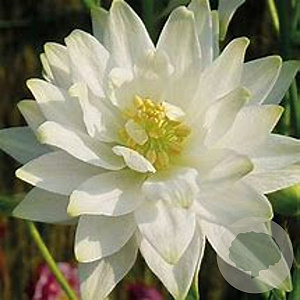 Aquilegia v. 'White Barlow' GM P9