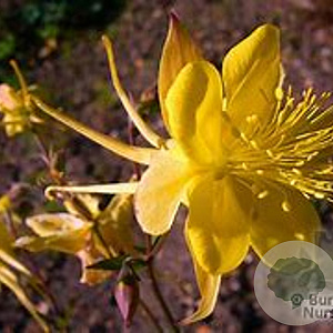 Aquilegia 'Yellow Star' GM P9