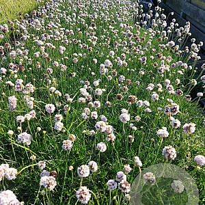 Armeria mar. 'Alba' GM 2,0L