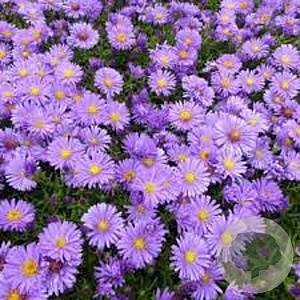 Aster (D) 'Augenweide' GM P9