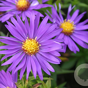Aster (D) 'Augenweide' GM P9