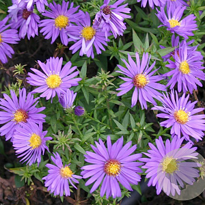 Aster (D) 'Augenweide' GM P9