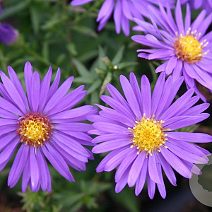 Aster (D) 'Augenweide' GM P9