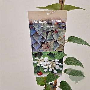 Schizophragma hydrangeoides 70-80 cm 2,5L