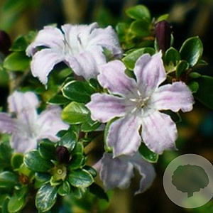 Serissa japonica 'Pink Mystic' 20-25 cm 3,0L