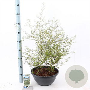 Sophora 'Little Baby' 40-50 cm 5,0L