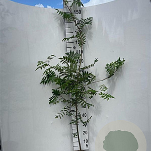 Sorbus aucuparia 175-200 cm 5,0L