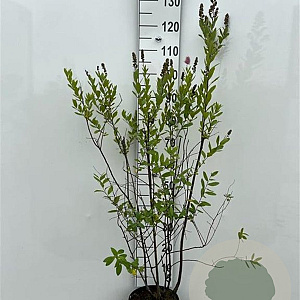 Spiraea billardii 100-125 cm 5,0L