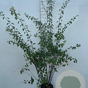 Spiraea vanhouttei 100-125 cm 5,0L