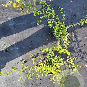 Stephanandra incisa 'Crispa' 30-40 cm 2,0L